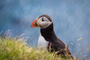 macareux-islande