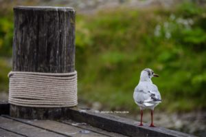 road-trip-familial-islande-siglufjordur