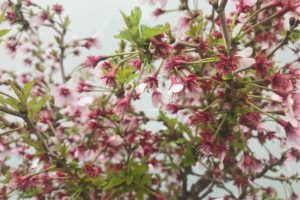 cerisier-japonais-en-fleurs