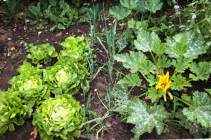cultiver-ses-legumes