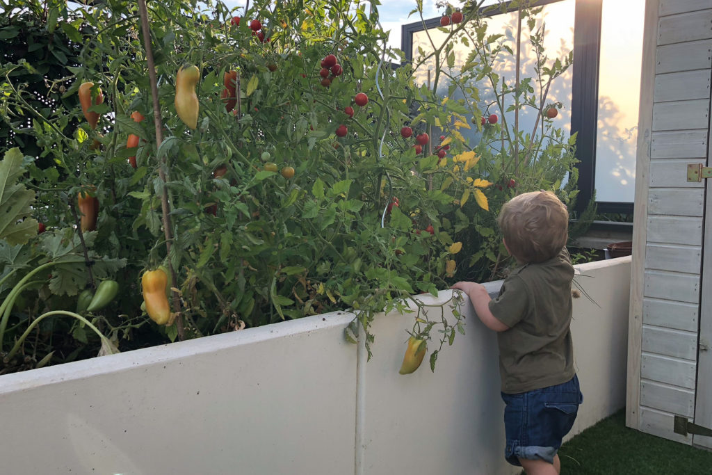 cultiver-ses-legumes-avec-enfants