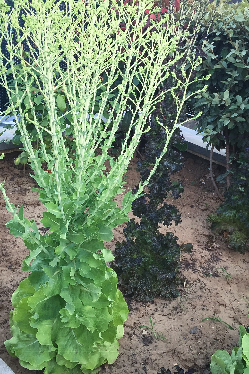 cultiver-ses-legumes