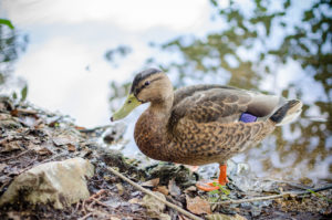 plitvice-duck